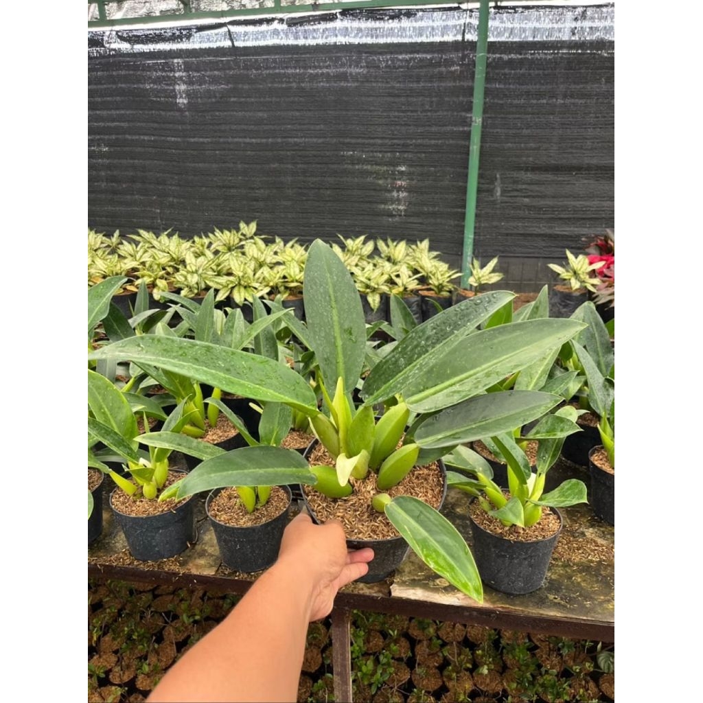 Tanaman Hias Philo Katak | Philodendron Katak