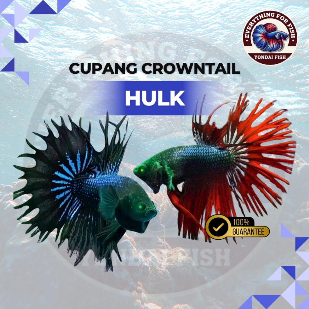 [Serit] Crowntail CT Hulk | TOP GRADE | REALPICT| MURAH