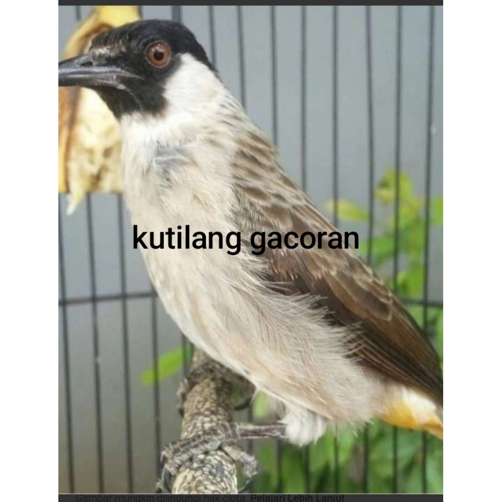 kutilang lokal gacoran. siap bunyi
