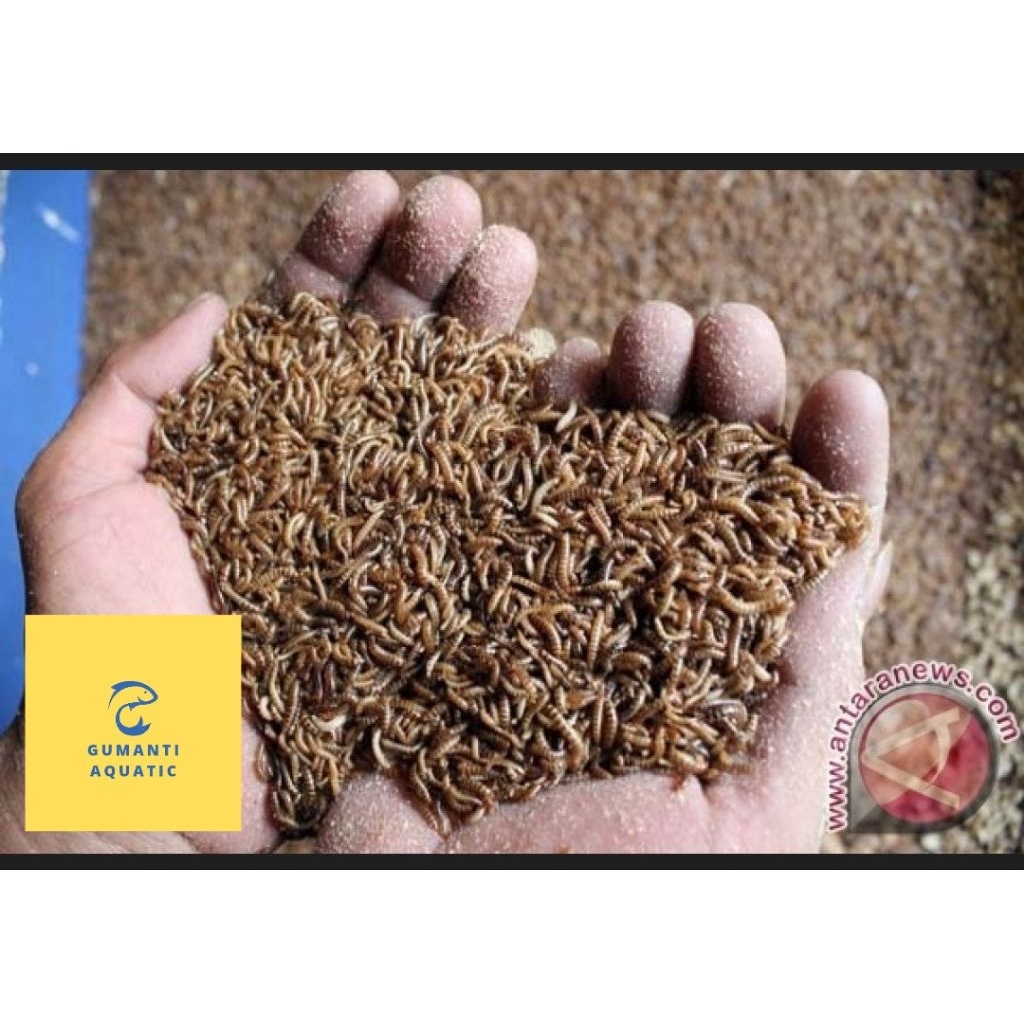 Ulat Kandang HIDUP Lesser Mealworm 50gram Pakan Burung Reptillkan Larva Kumbang Alphitobius Diaperin
