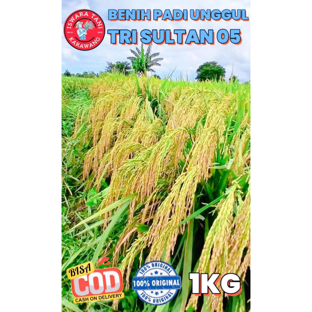 BENIH PADI UNGGUL BERKUALITAS TRI SULTAN 05 KEMASAN 1KG