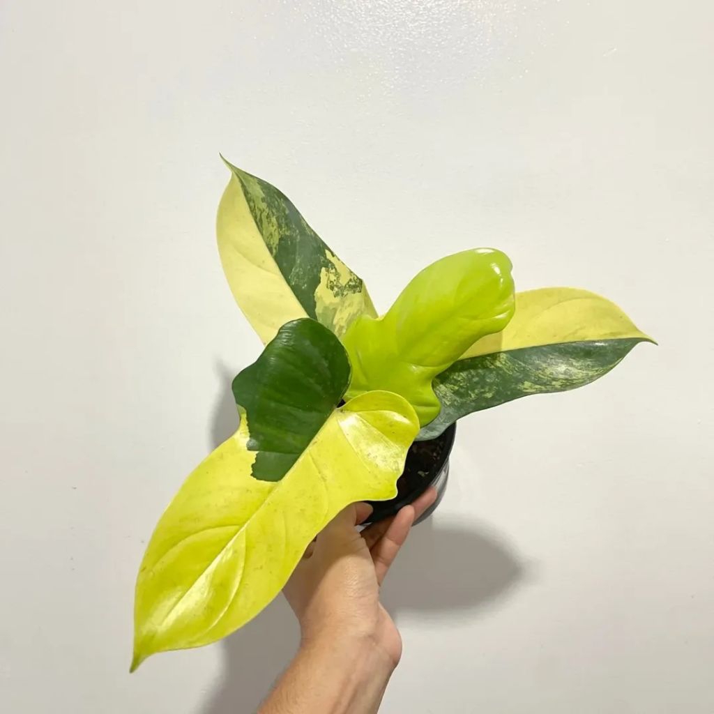 Philo Violin Variegata / Philodendron Violin Varigata / pilo piolin fiolin var
