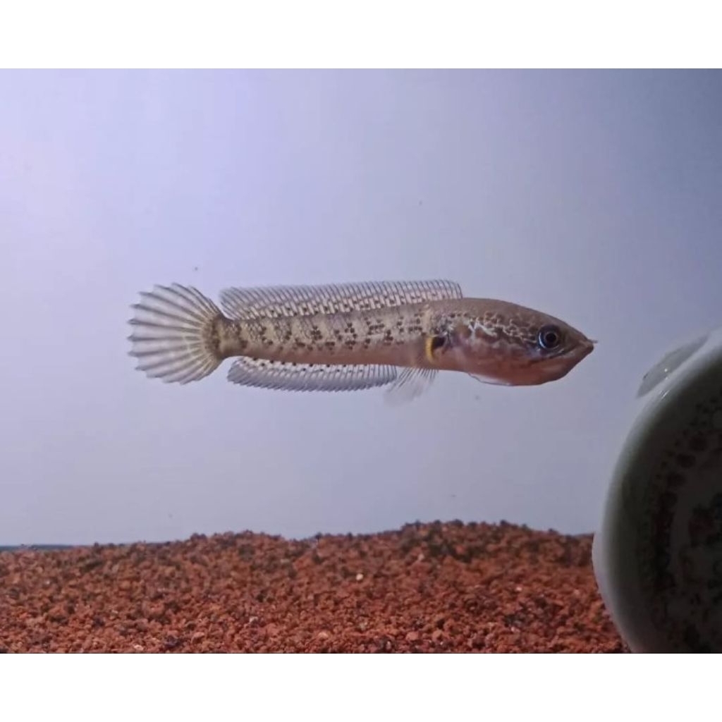 Chana auranti isi 5 ekor flaring aktif 2 3cm