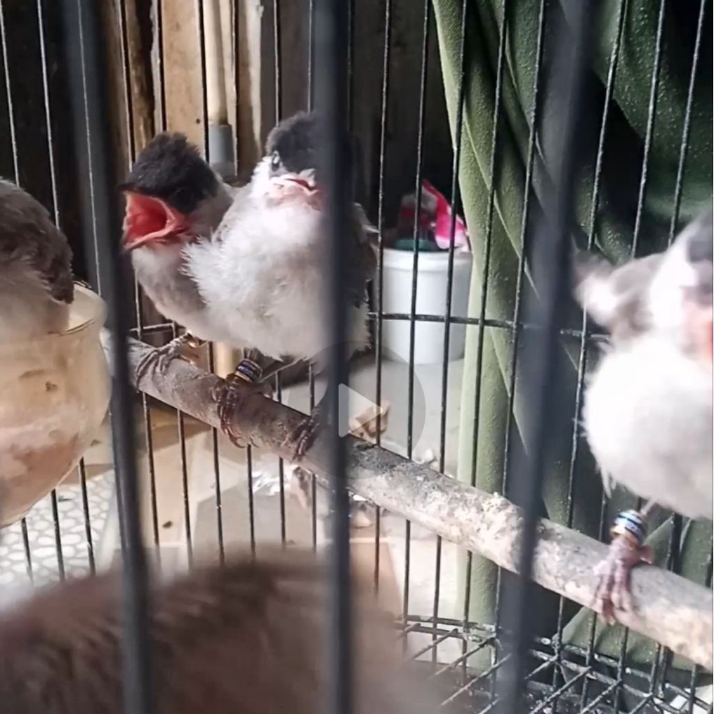 kutilang Jawa Timur anakan jinak Loloh mulai mandiri