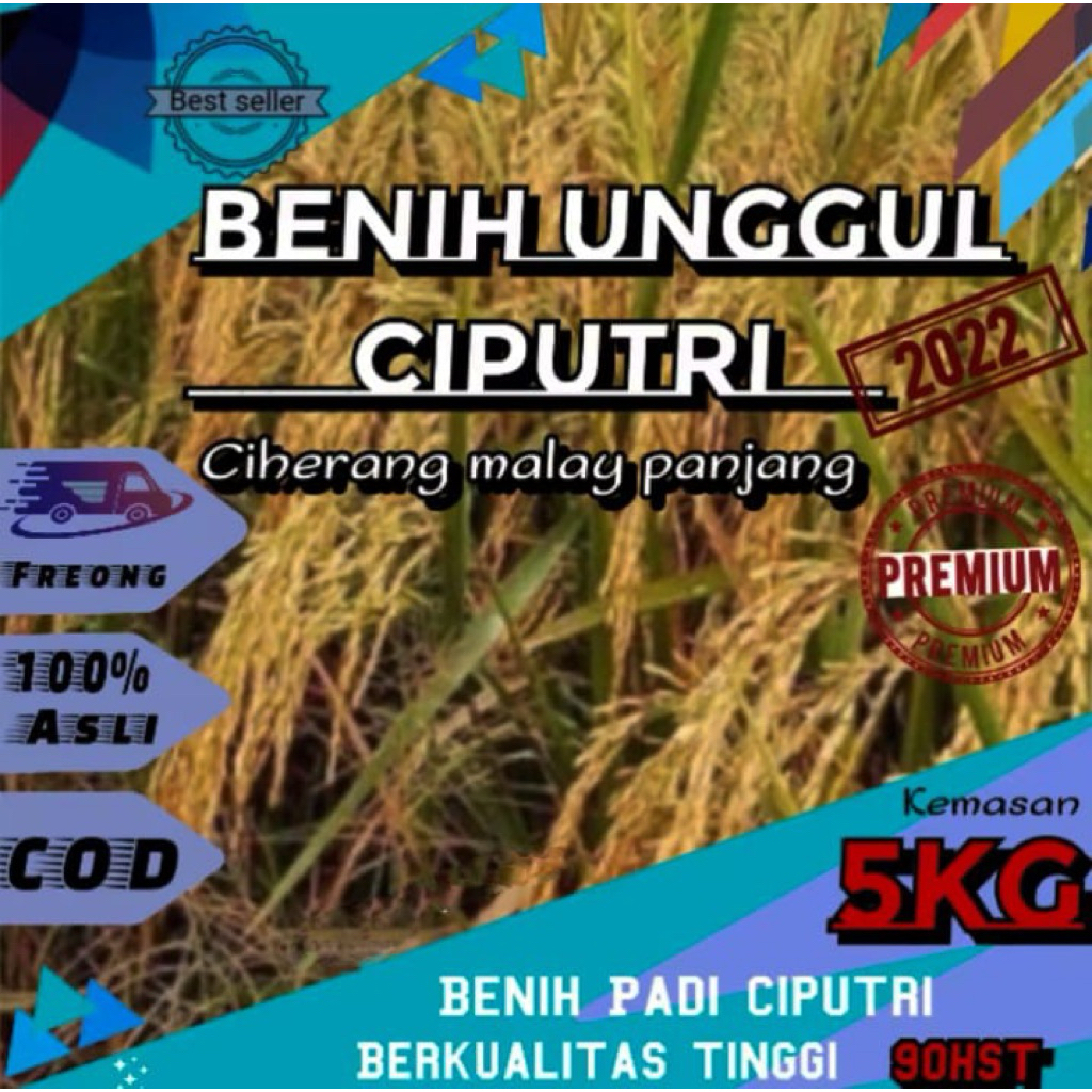 BENIH PADI UNGGUL CIHERANG CIPUTRI KEMASAN 5KG