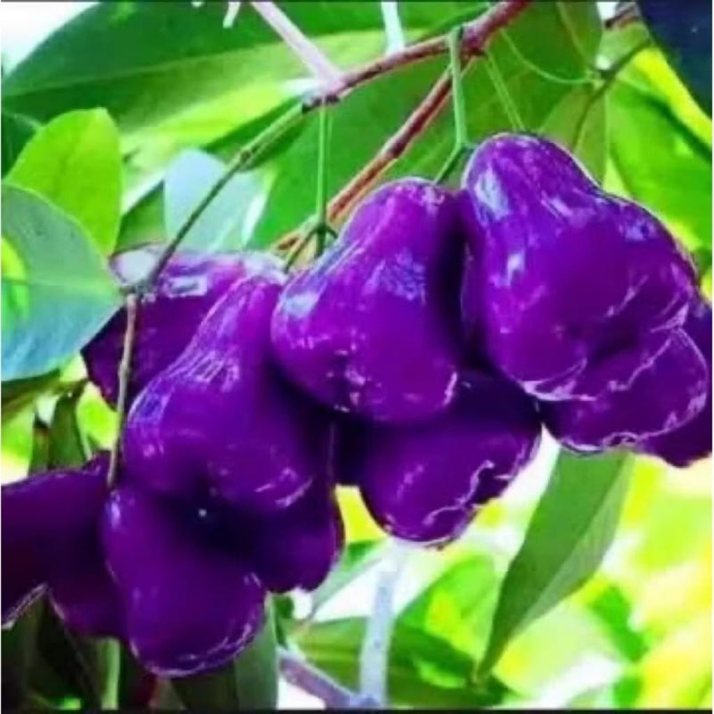 Bibit Jambu Citra Ungu Hasil Okulasi | Jambu Air Ungu