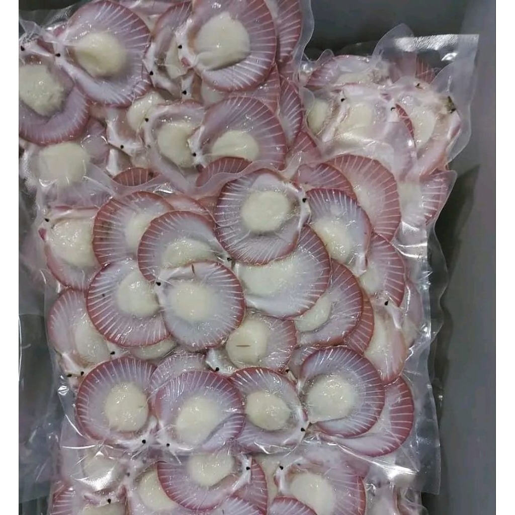 kerang simping segar Kerang Simping KupAs Sebelah Kerang hasil laut seafood