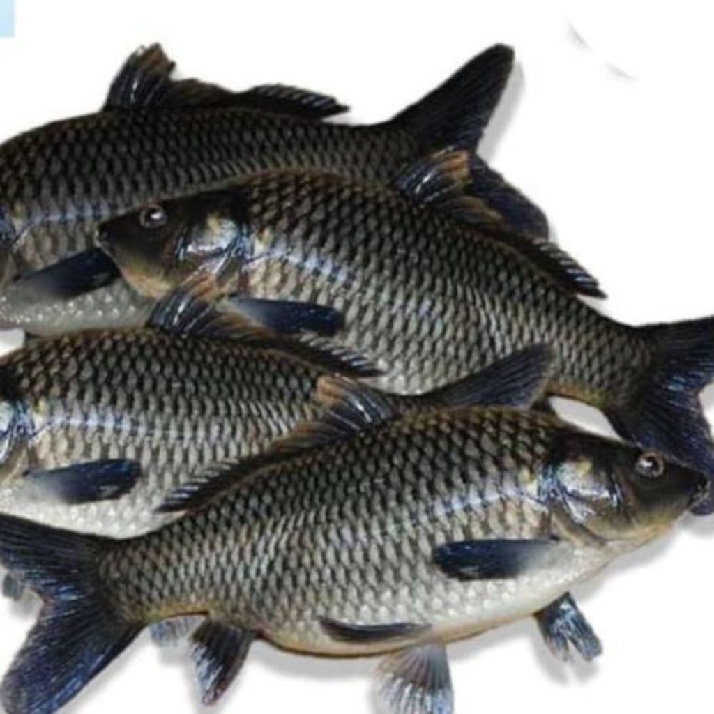 Ikan Mas Hidup Fresh 1KG