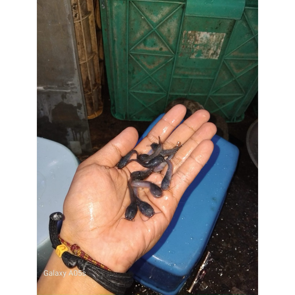 lele bibit/lele pakan segelas