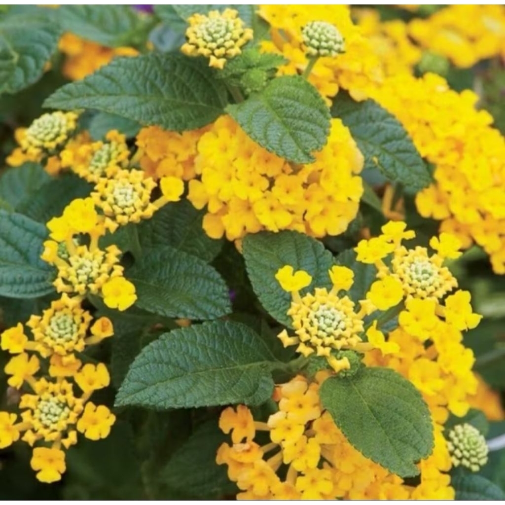 Tanaman lantana bunga kuning - lamtana kuning - bunga lantana