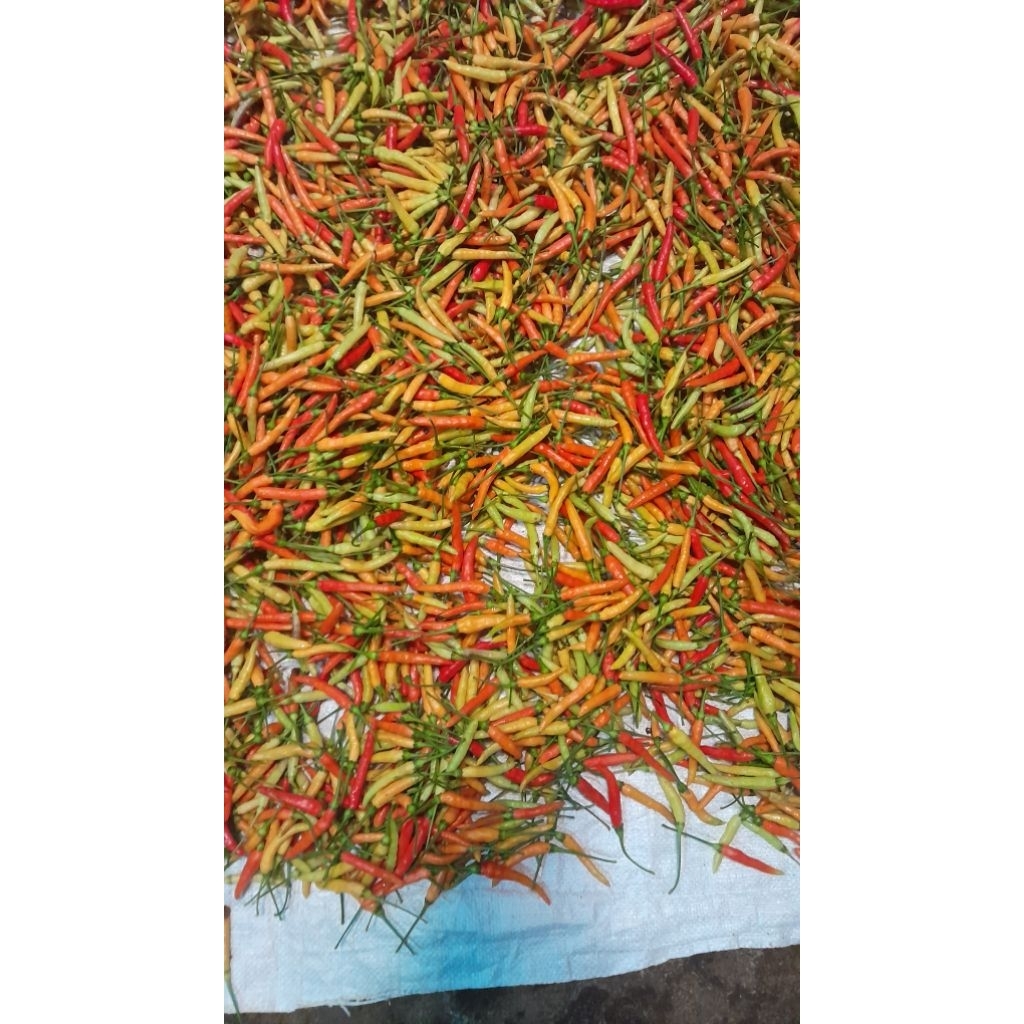 cabe lokal minahasa.