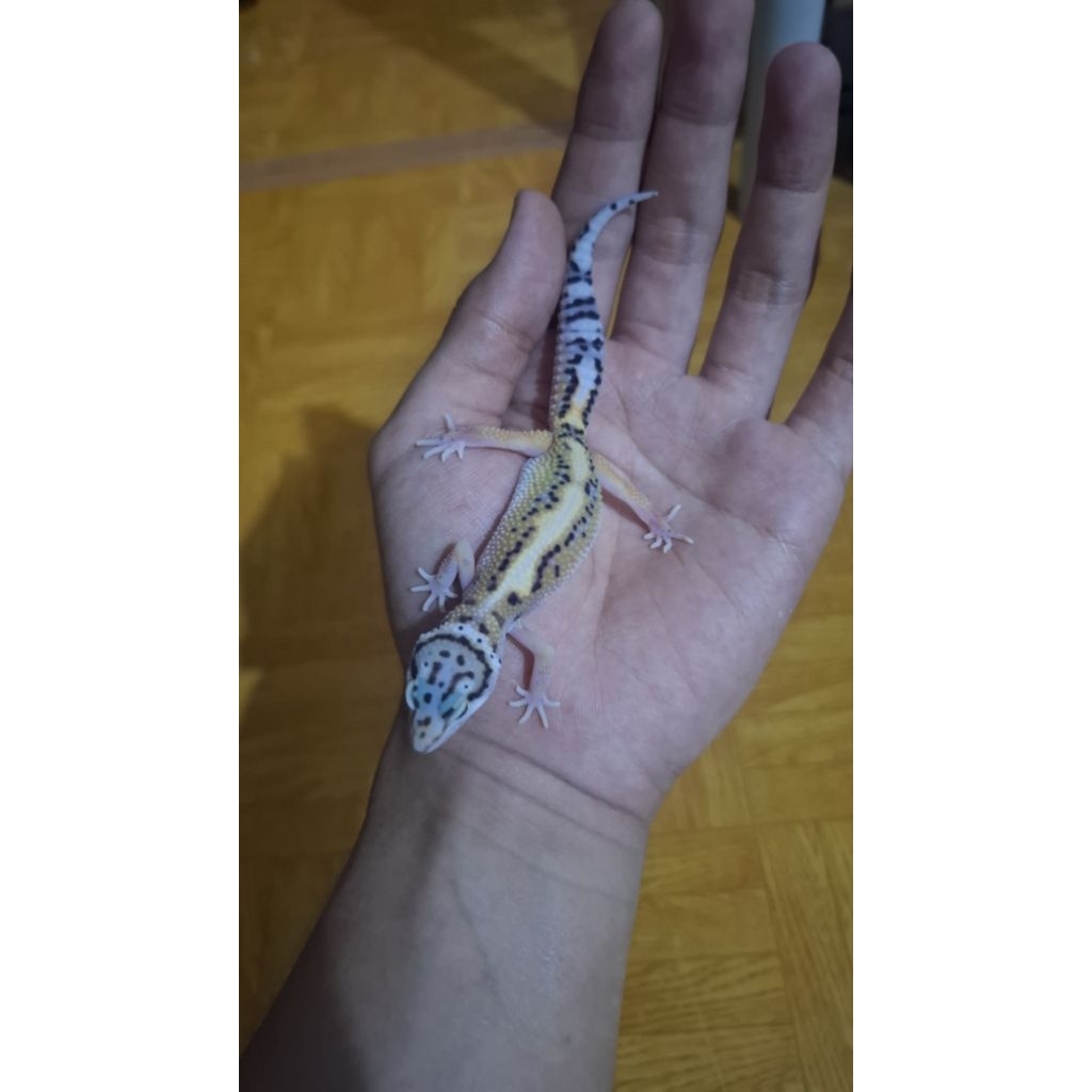 Leopard Gecko Female - Bold Stripe het Raptor - Usia Juve Mulus Sehat