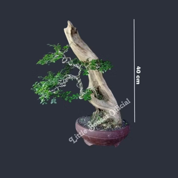 Ulmus Varigata / Bonsai Ulmus micro