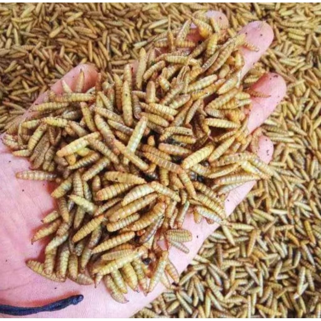 Maggot Kering Premium 100gram Pakan Ikan Reptil dll
