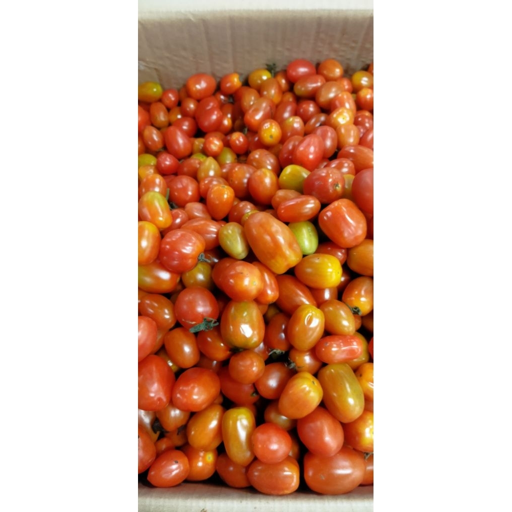Tomat Cherry Kecil Fresh 1kg - Tomat Kecil Ceri Segar 1kg