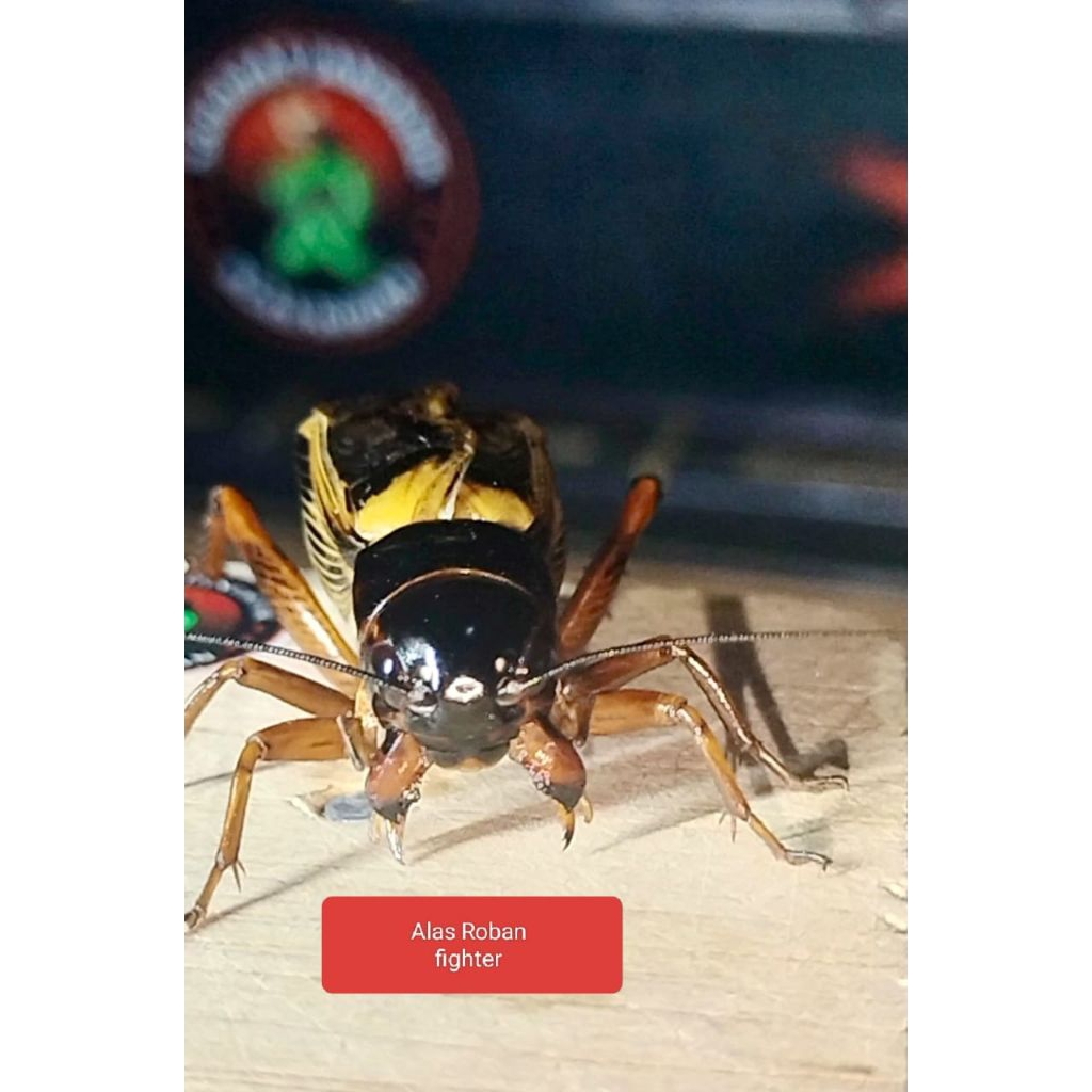Jangkrik Hidup Aduan Super