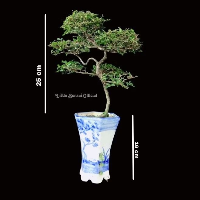 Bonsai Ulmus Micro / Ulmus Small