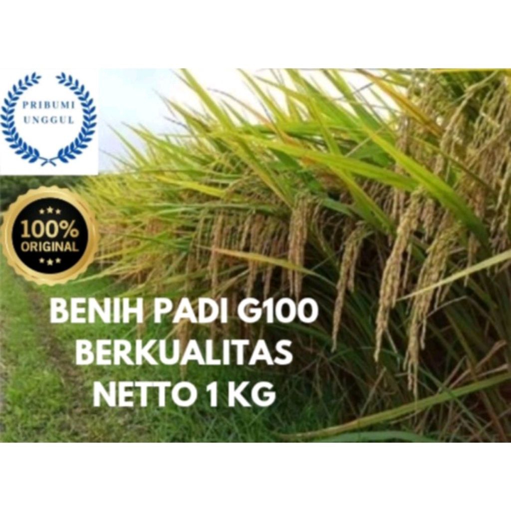 BENIH BIBIT PADI G100/GALUR GANDARIA100 PREMIUM ORIGINAL BERKUALITAS KEMASAN 1KG