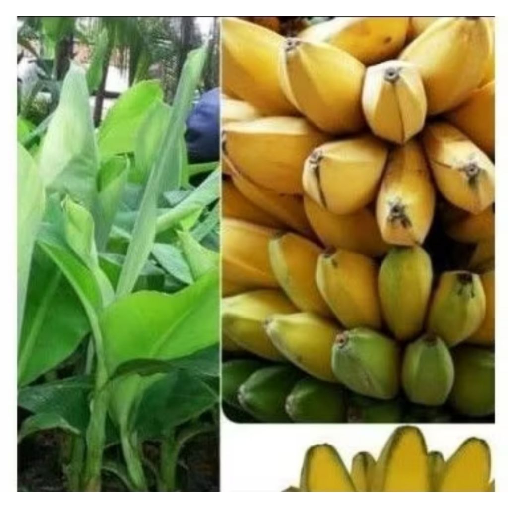 PROMO Bibit Pisang Kepok Kuning Super