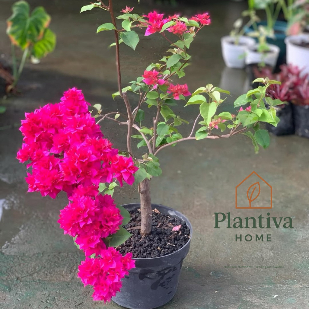 PROMO Bunga Bougenville Hawai Merah Fanta-BIBIT