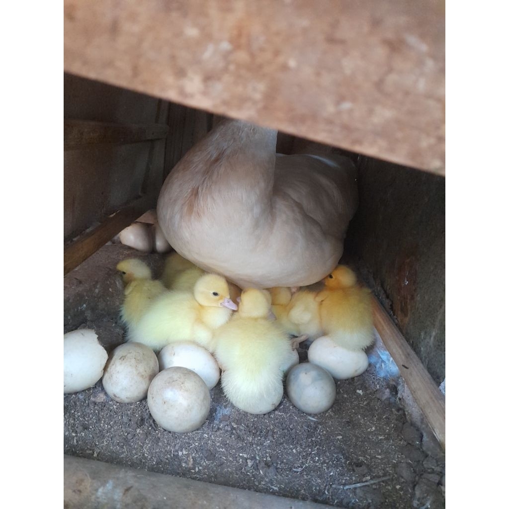 telur entok/mentok jumbo fertil