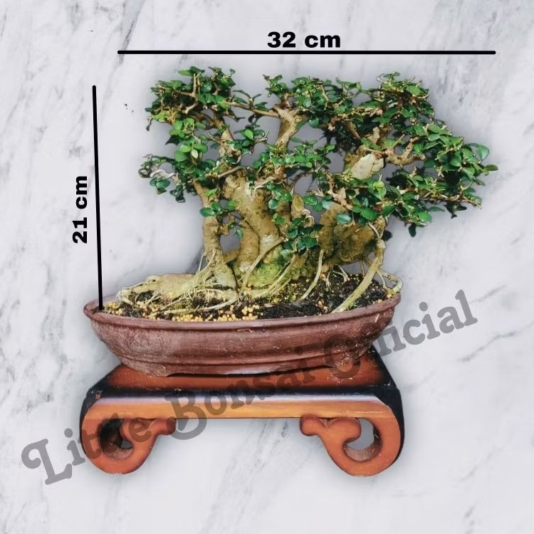 Bonsai Serut / Serut Raft / Small