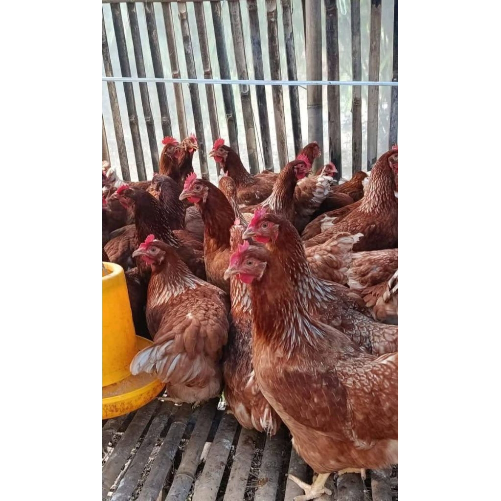 ayam petelur merah sudah bertelur