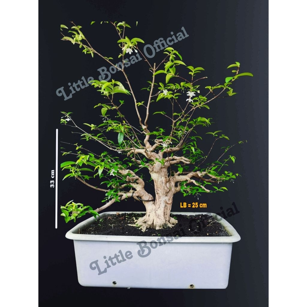 Anting Putri / Bonsai Anput / Medium prosfek