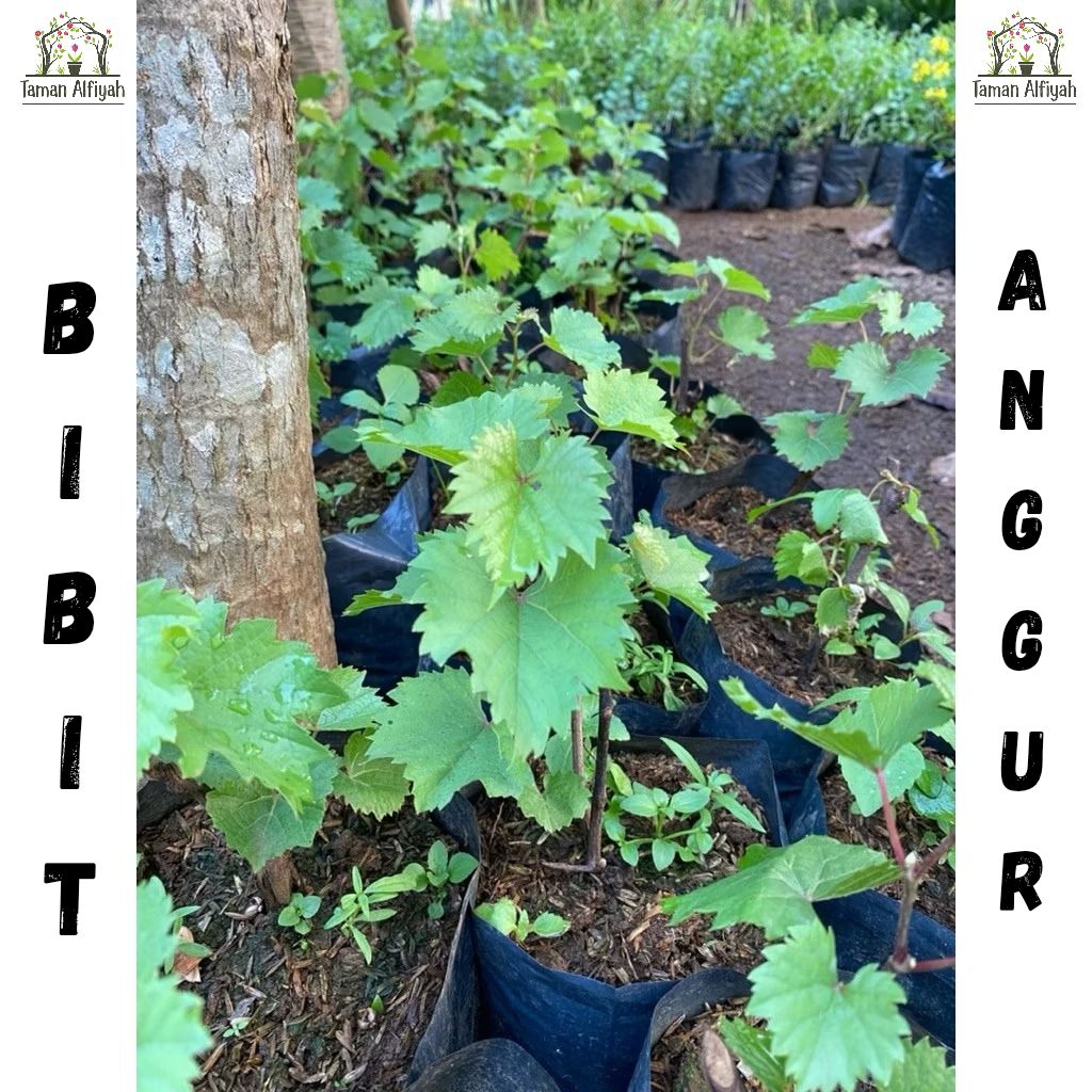 Pohon Anggur Berbuah Bibit Tanaman Anggur Bibit Pohon Rambat Anggur Berkualitas