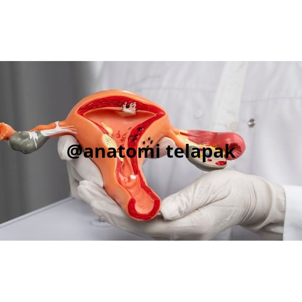 uterus/uterus ovary antomical model anatomi/manekin model uterus rahim
