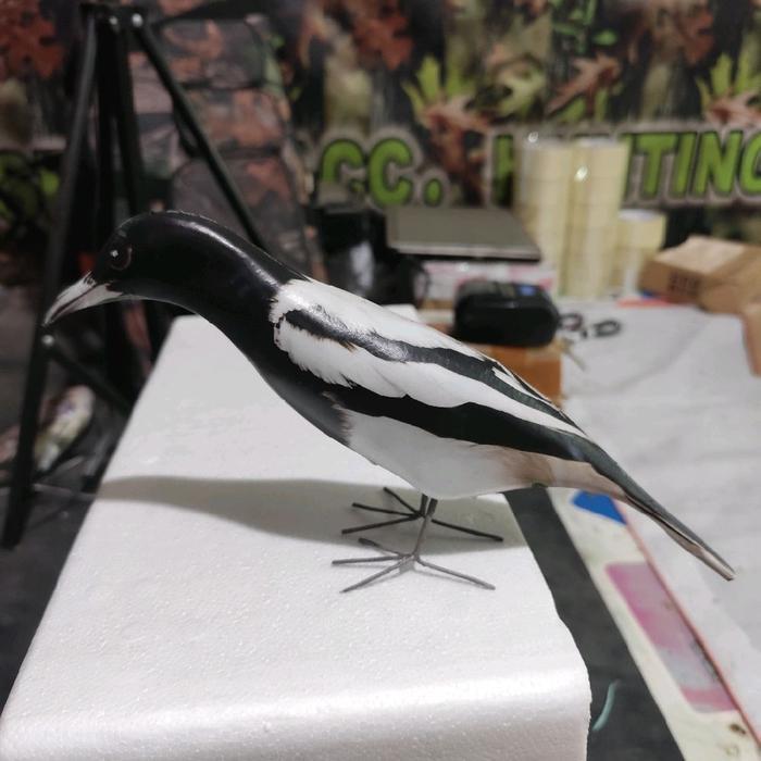 Jontrot boneka burung jagal papua / patung dekoy manuk kicau unik