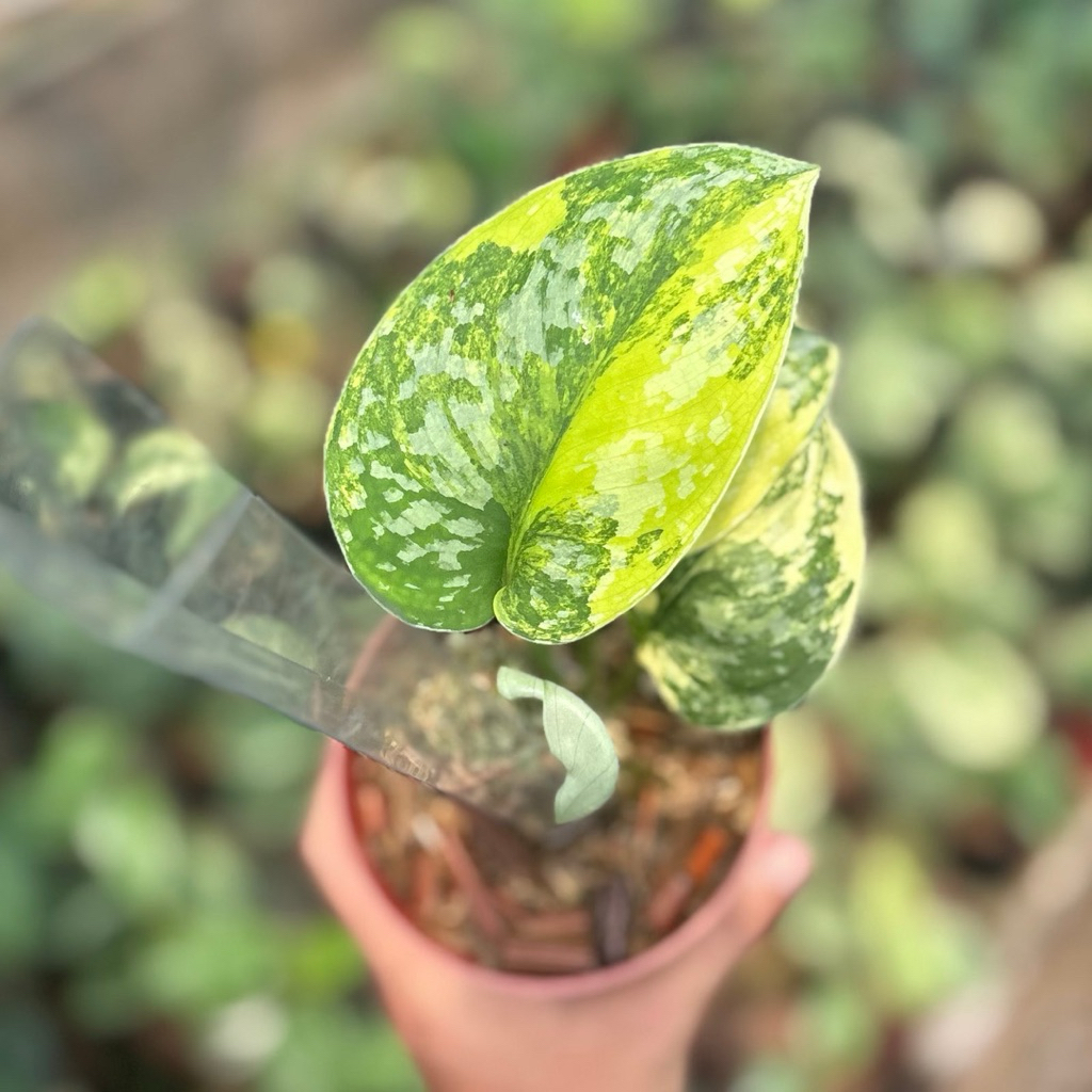 Scindapsus Andalas Variegata Sp. Kalimantan / Tanaman Hias Skindapsus Andalas Variegated Endemik Asl