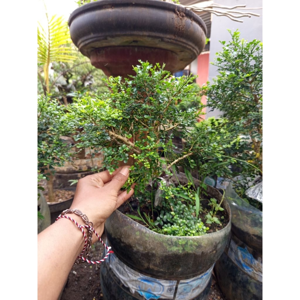 Bahan bonsai kemuning super mikro rimbun bisa untuk indukan