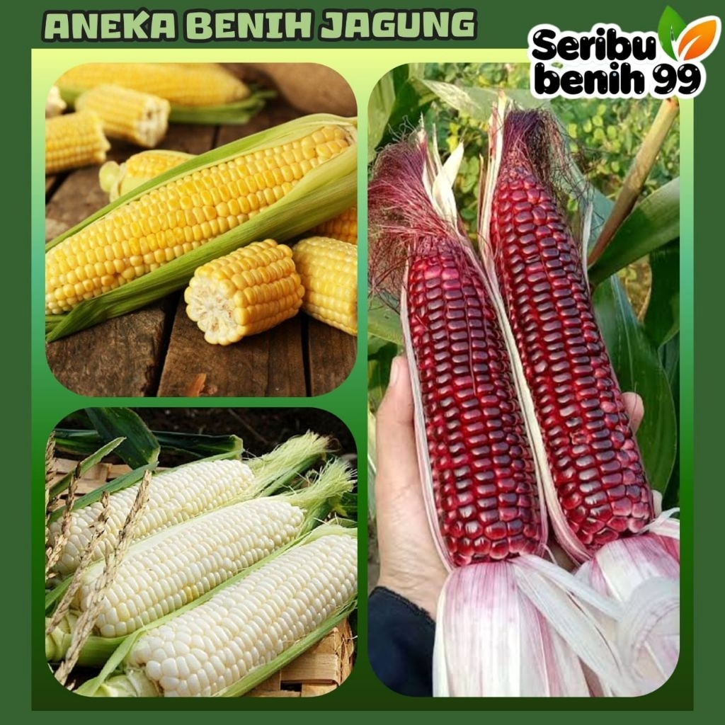 Seribu Benih99 - BIJI BENIH JAGUNG KETAN UNGU | JAGUNG KETAN PUTIH | JAGUNG MANIS | SORGHUM