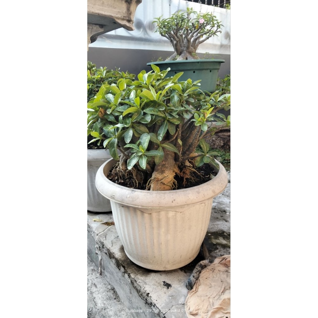 ADENIUM ARABICUM GODJI X WKLKLT
