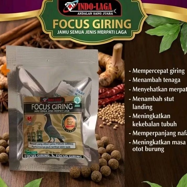 MERPATI GIRING KEKET FOKUS GIRING