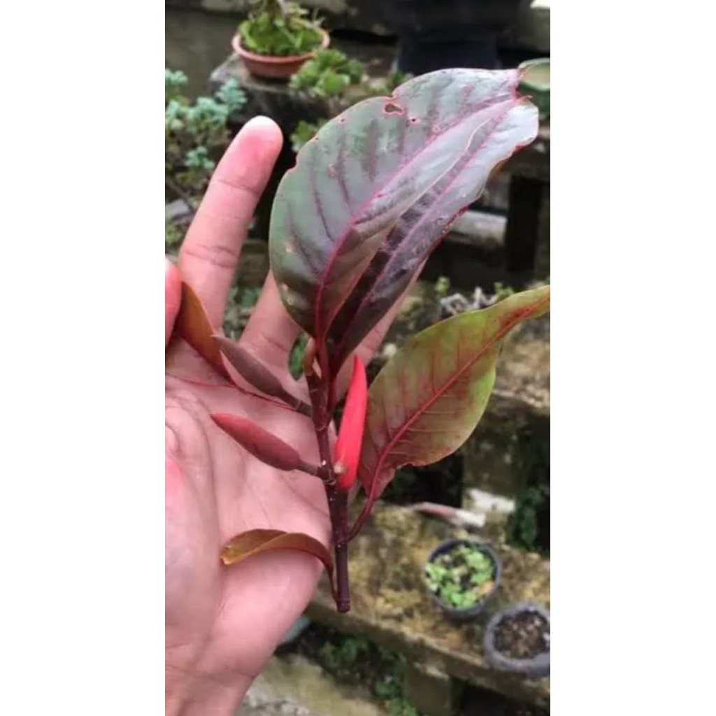 bunga kantil merah