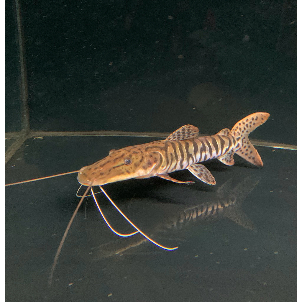 bergaransi TSN catfish (10-13cm)