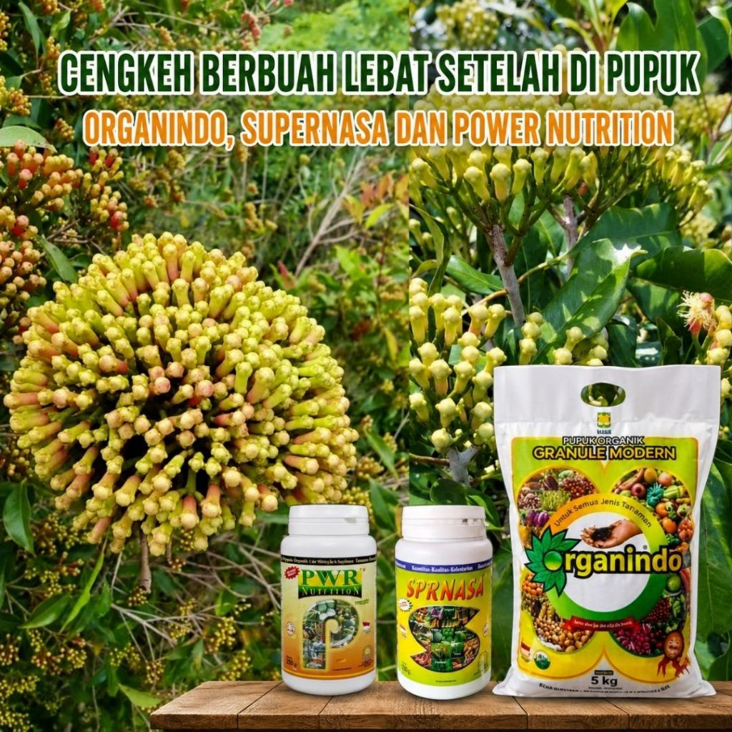 Pupuk Cengkeh Organindo + SuperNasa + Power Nutrition | Cengkeh Berbunga Lebat & Berbuah Maksimal | 