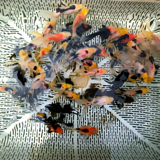 SEGALA JENIS BABY MAS KOKI ORANDA RANDOM - 4 EKOR