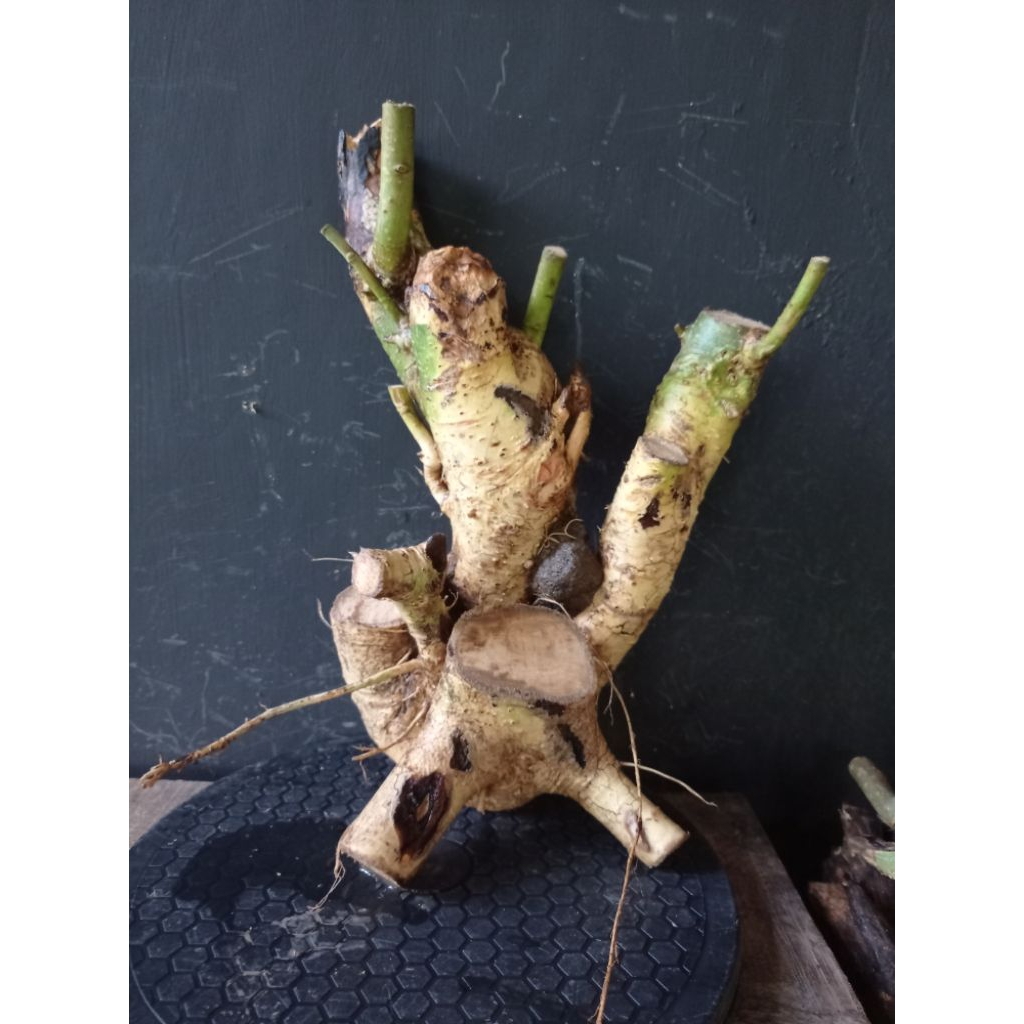 Bahan bonsai serut berkarakter