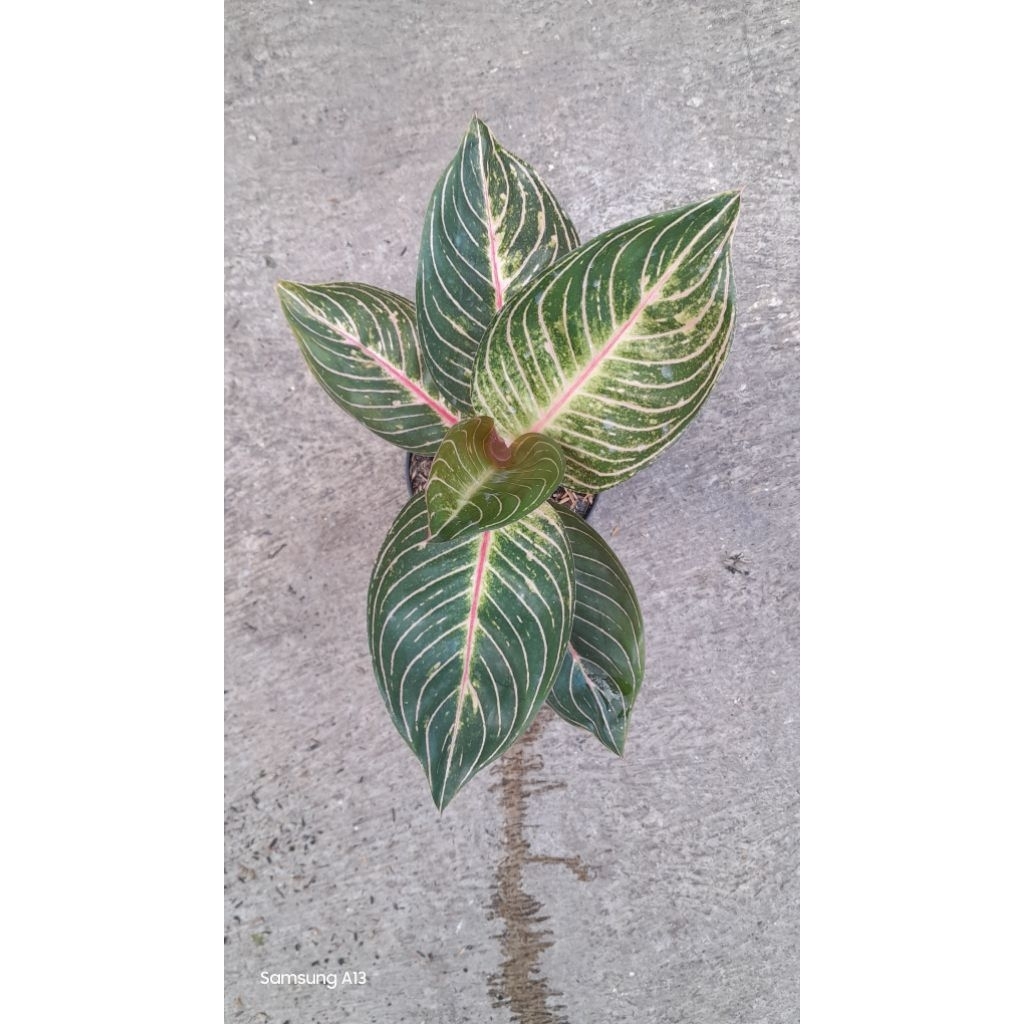 Aglonema ESMERALDA/ESME (Size Remaja Daun 6) (2)