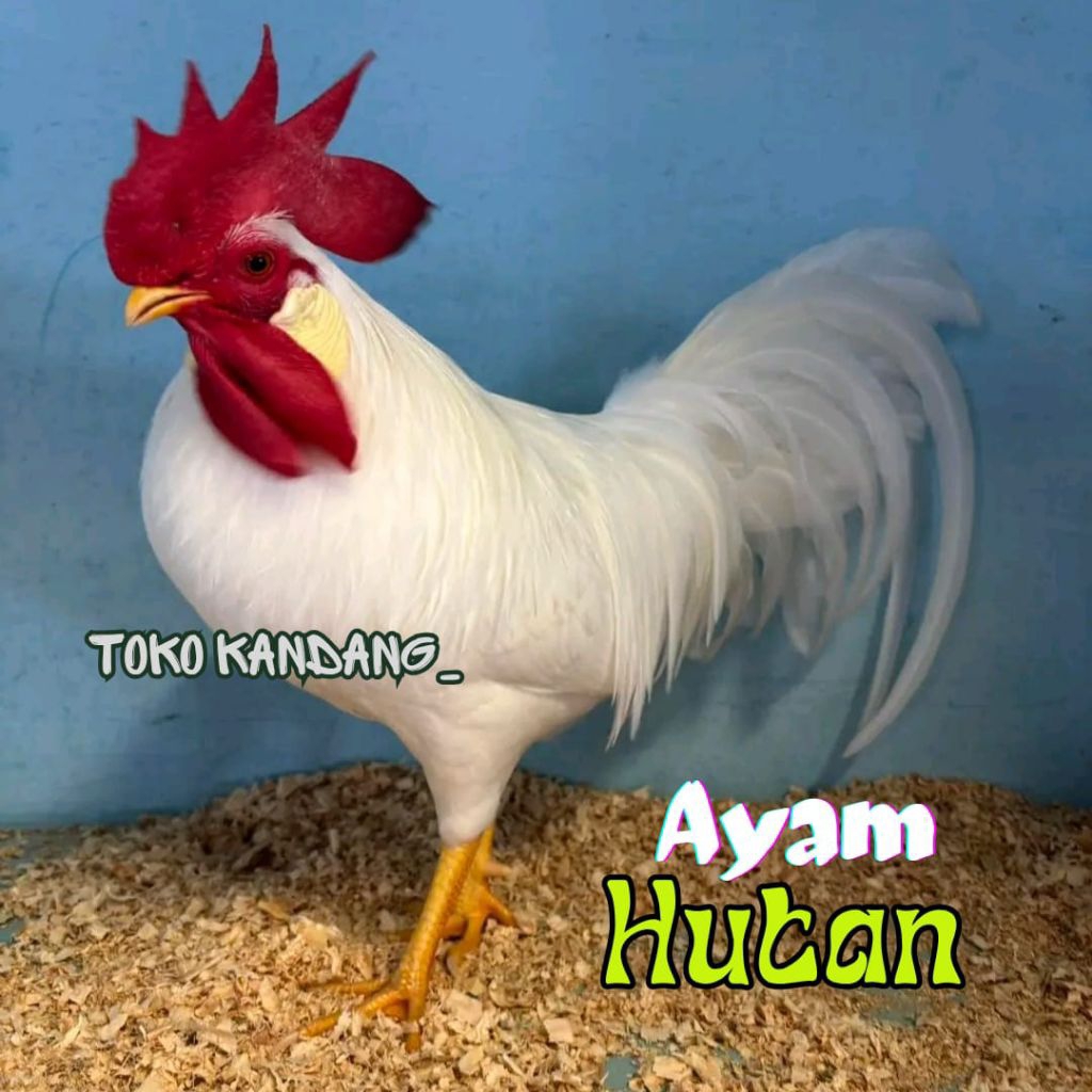 TELUR AYAM HUTAN FERTIL UNTUK DITETASKAN
