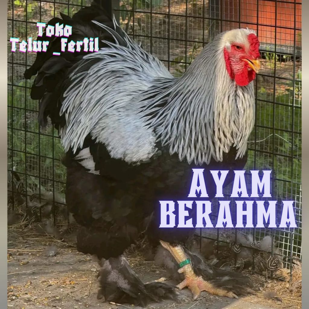 TELUR AYAM BRAHMA ASLI ORIGINAL UNTUK DITETASKAN