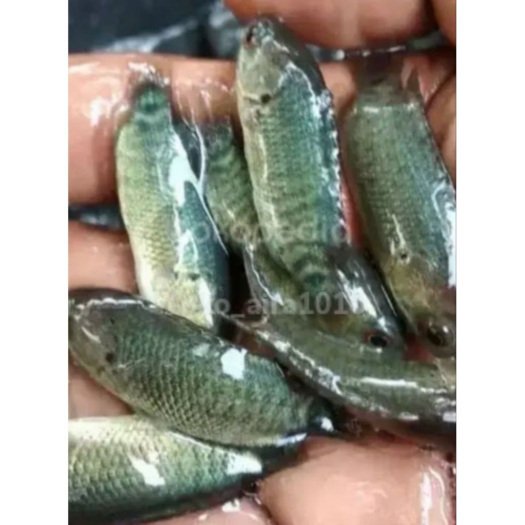 Bibit batok Thailand papuyu 30 ekr kolam ikan air tawar