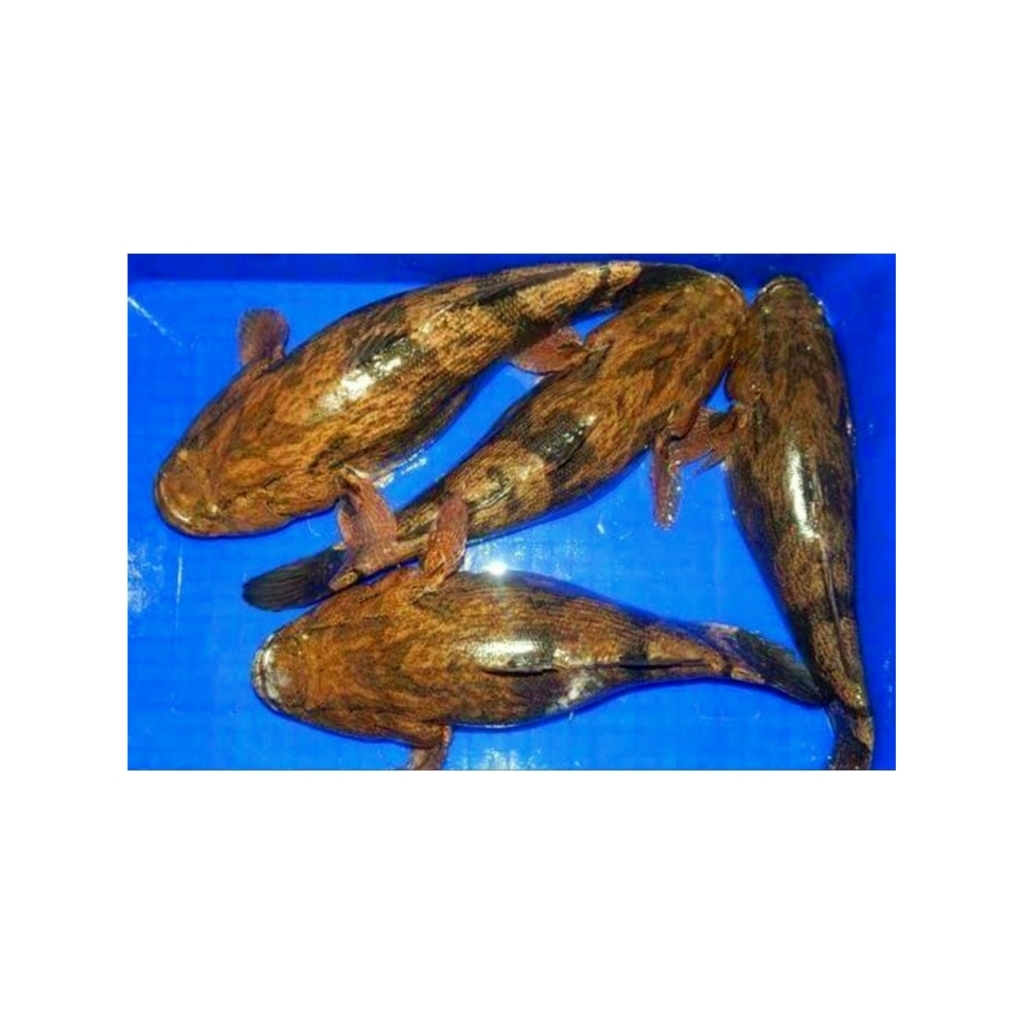 IKAN GABUS MALAS / BLOSO / BETUTU Ukuran isi 1-4 Ekor /Kg Kondisi Hdup