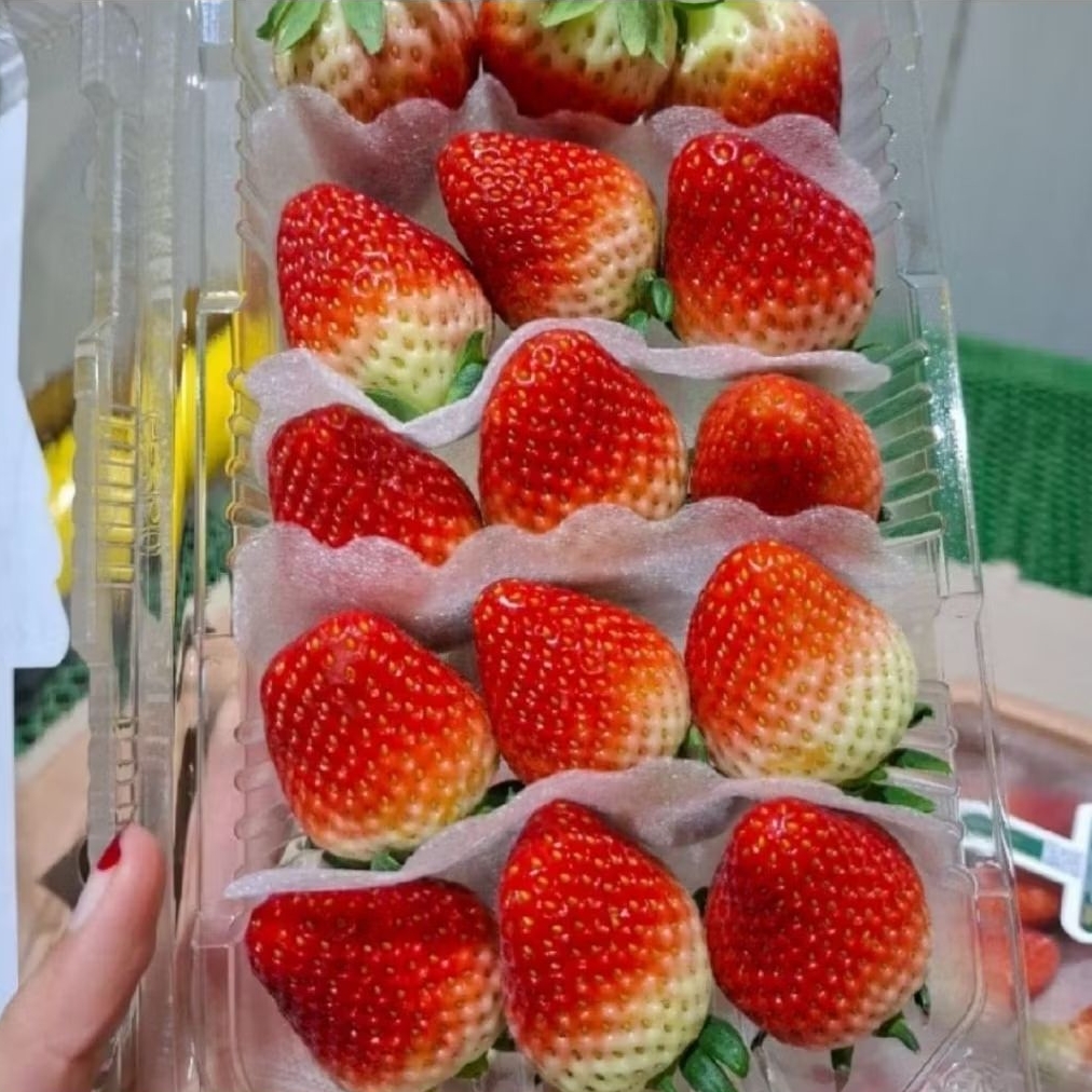 Strawberry Korea Eloasis Jumbo /pack 330g