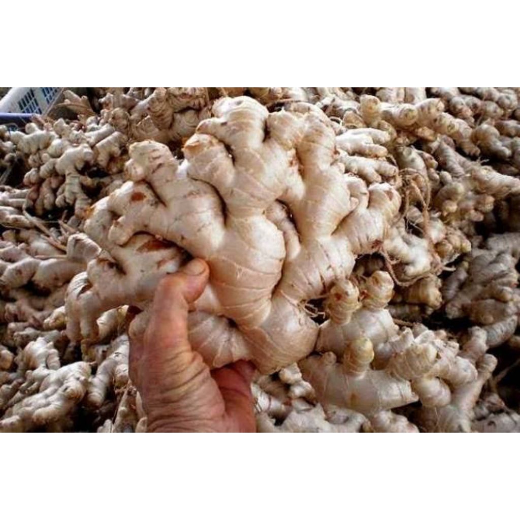 jahe emprit super / jahe paris 1kg