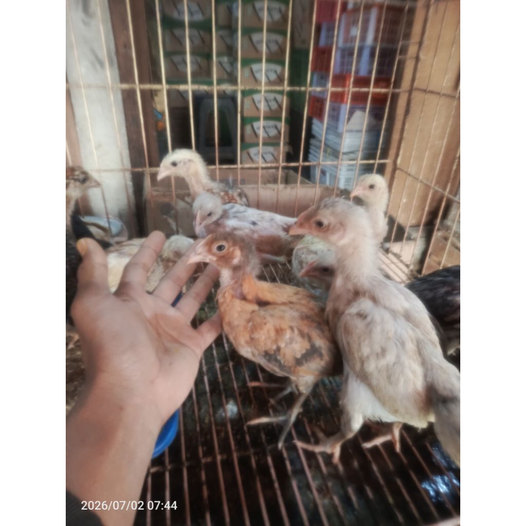 ayam arab elba petelur betina jantan