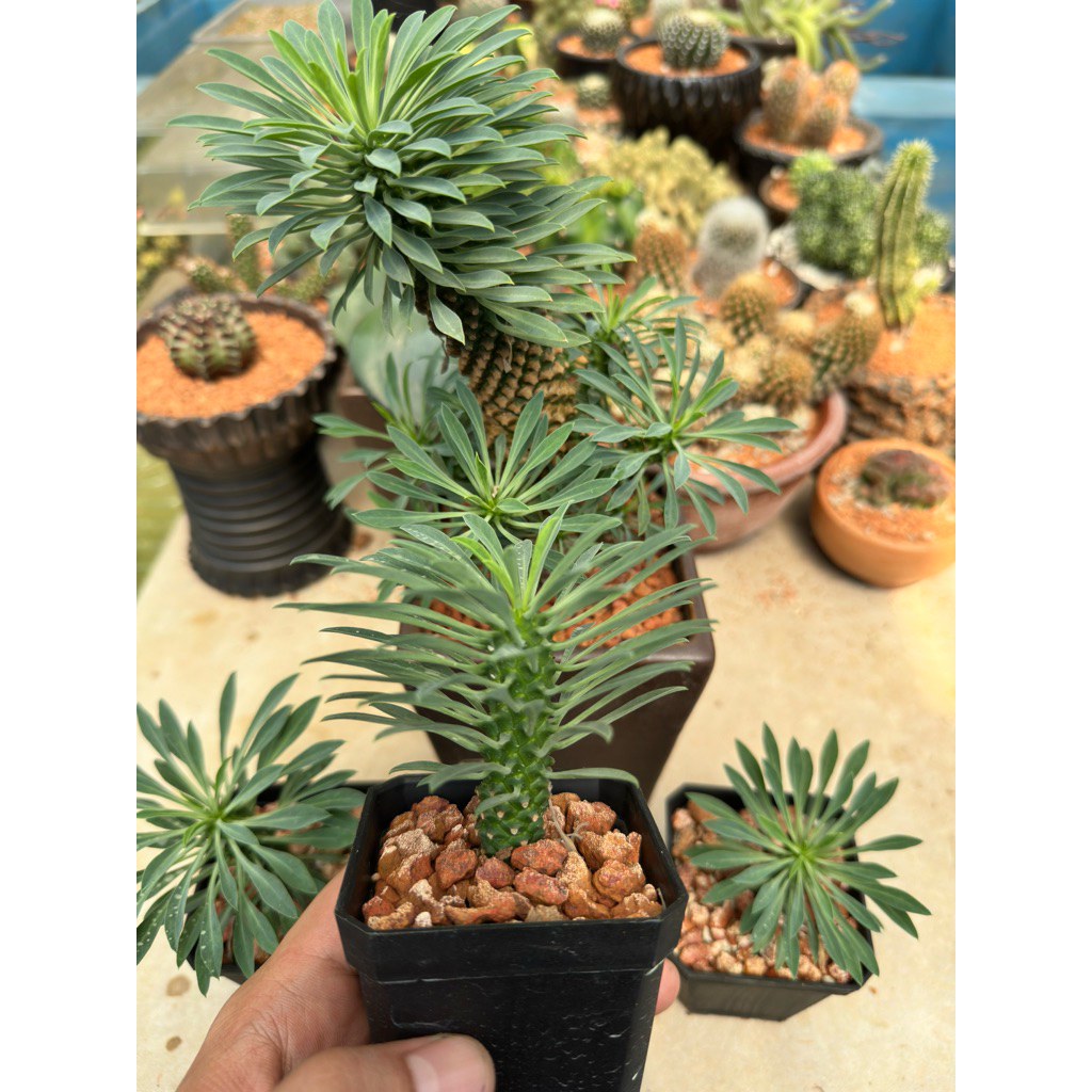 Tanaman hias Euphorbia sotetsu kirin